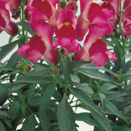 Fuchsia Floral Showers, (F1) Snapdragon Seeds - Packet image number null